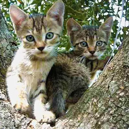 House Lemoni - Lejlighed *